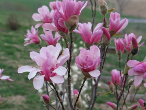 Established Healthy Roots Magnolia Leonard Messel Tree 3 Plants in 3.5/" Pots