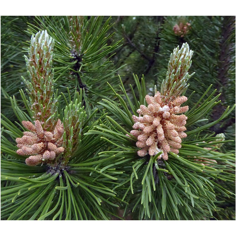 Needles Scotch Pine 12 Potted Plants in 2.5 Pots Christmas Tree Pinus Sylvestris Fragrant Coniferous Evergreen French Dark Green