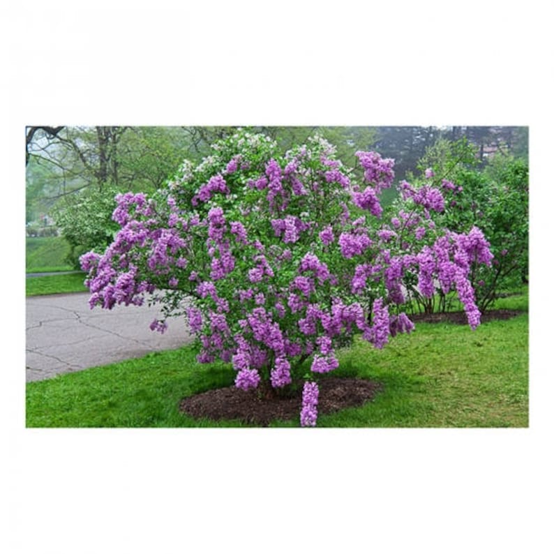 Sunday Lilac 1 Gallon Potted Plant Lavender Blooms Etsy