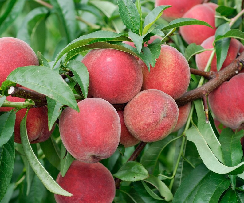 Red Haven Peach Tree 1 Gallon Plant Cold Hardy Heavy Etsy