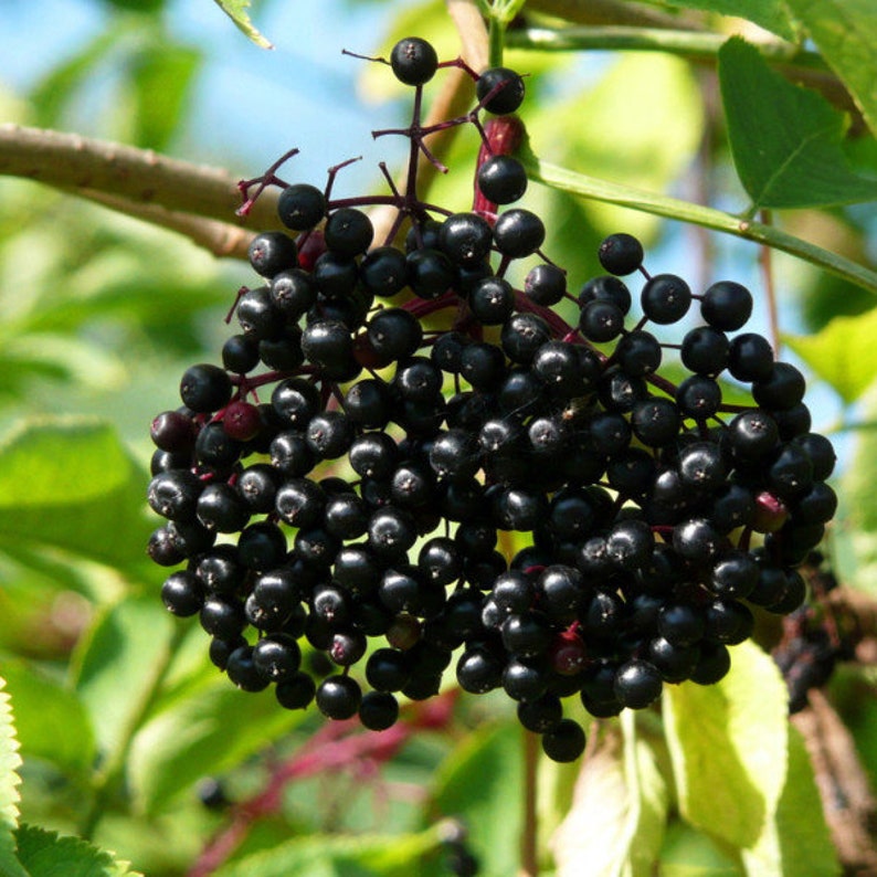 Adams Elderberry 2 Gallon Potted Plant Edible Fruit Jams