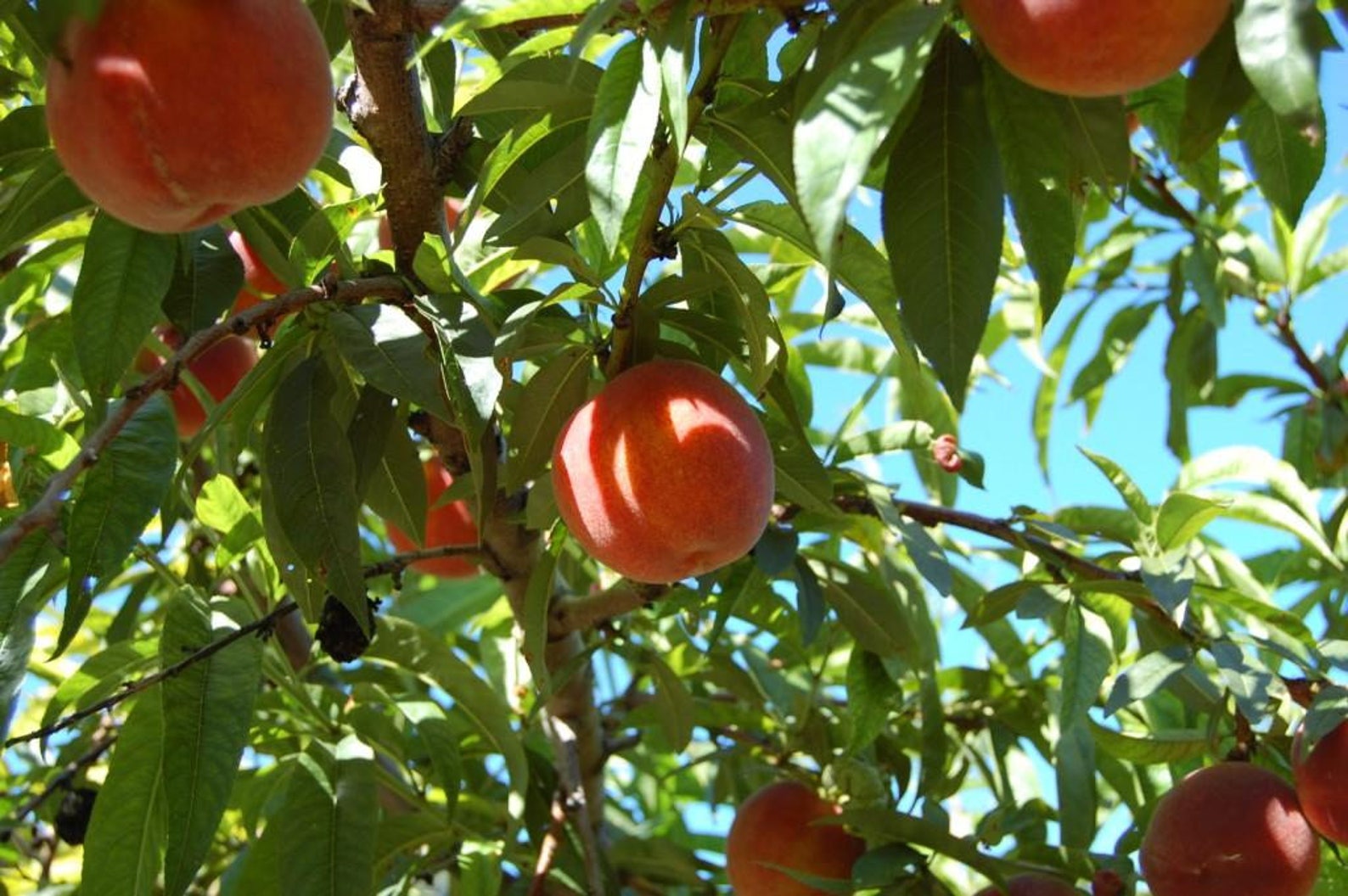 Belle of Georgia Peach Tree 1 Gallon Potted Plant Vigorous Etsy Kawaii avocado