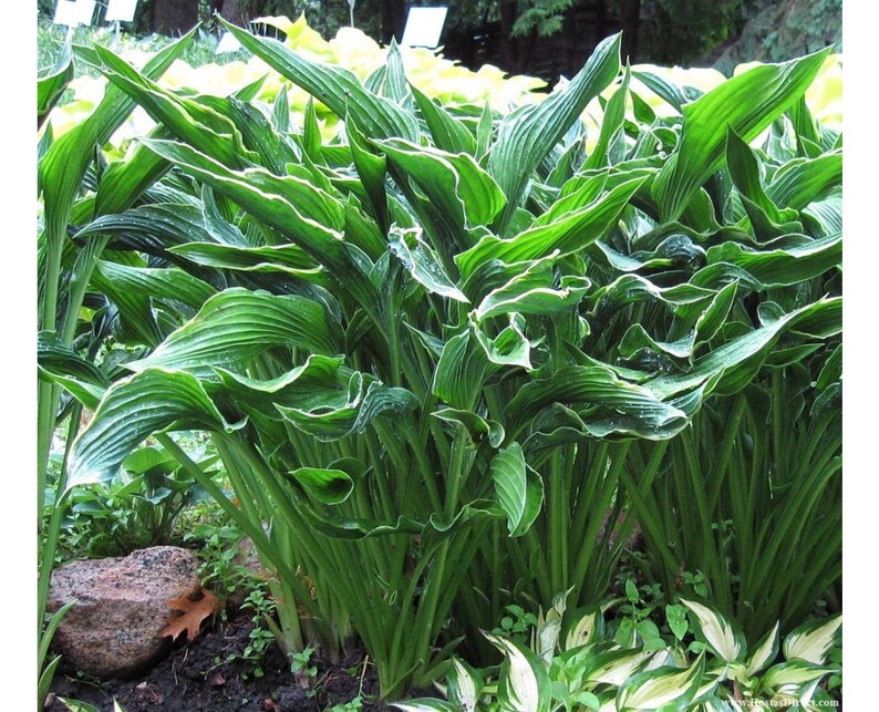 Praying Hands Hosta 1 Quart Potted Plant Live Plants Super