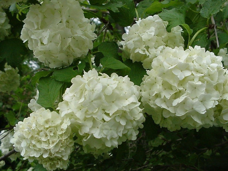 Common Snowball Bush Viburnum 1 Gallon Potted Plant White