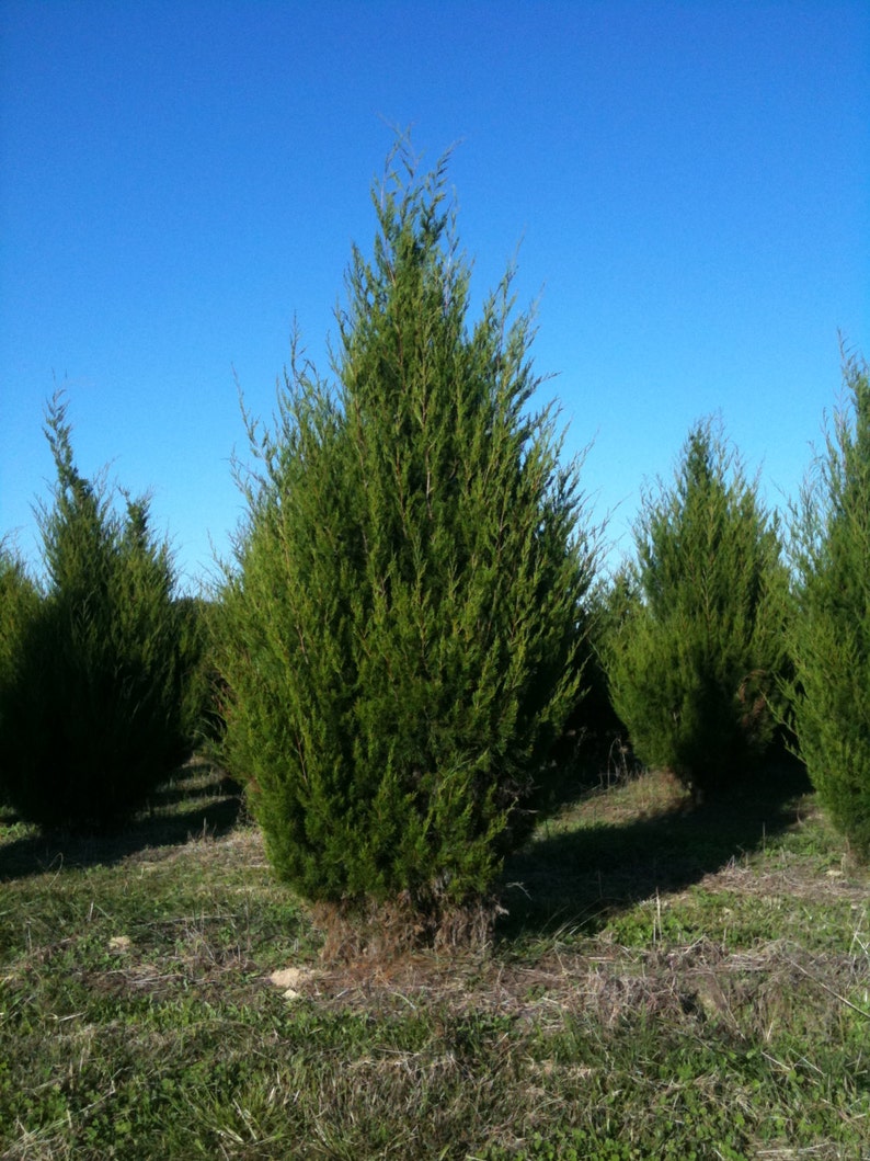 Arbre de cèdre rouge de lEst 3 plantes en pot dans 25 | Etsy