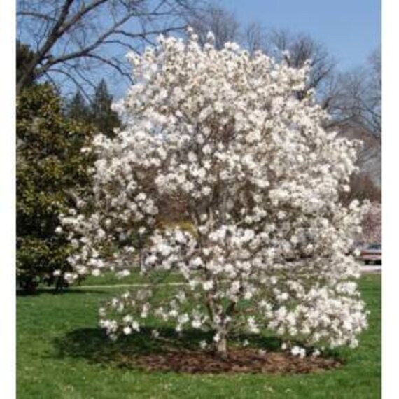Royal Star Magnolia Tree 1 Gallon Potted Plant Magnolia Etsy