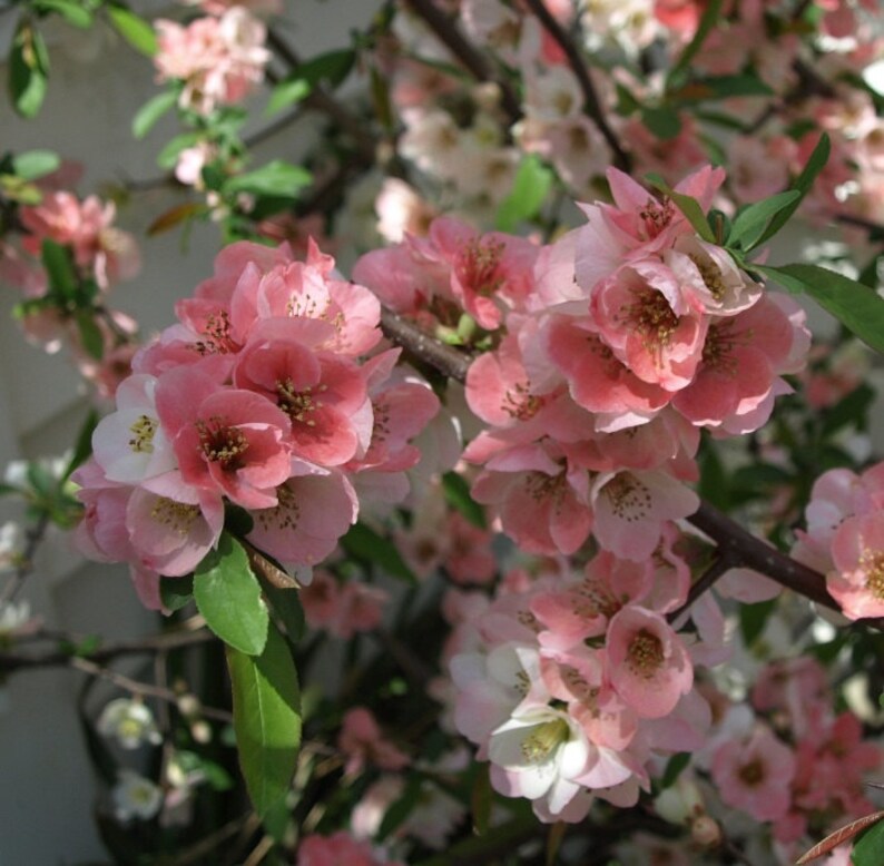 Flowering Quince Toyo Nishiki 1 Gallon Potted Plant Bush Etsy