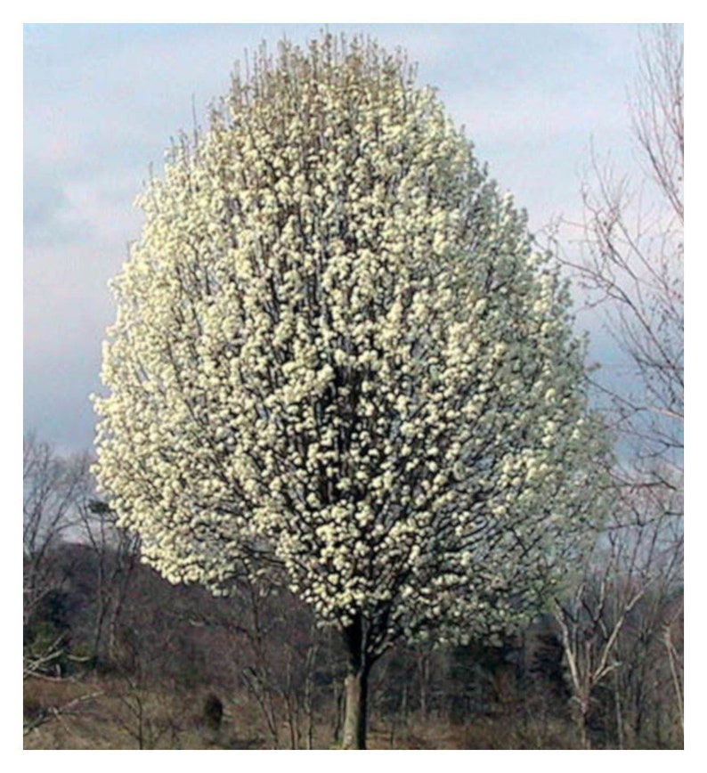 Bartlett Pear Tree 1 Gallon Potted Plant Soft and Juicy Etsy