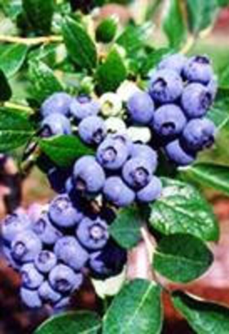1 Gallon Potted Plant Northern Highbush Blueberries Self Pollinating