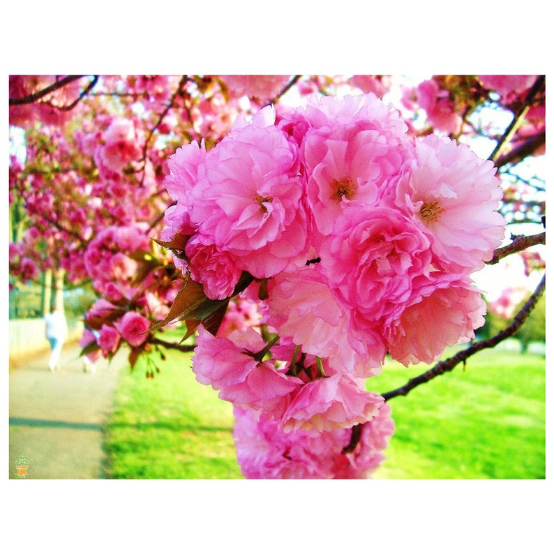 Landscaping Pink Blossoms Deciduous Tree Full Sun Kwanzan Cherry Tree Fall Colors Double Pink Flowers 1 Gallon Potted Beautiful