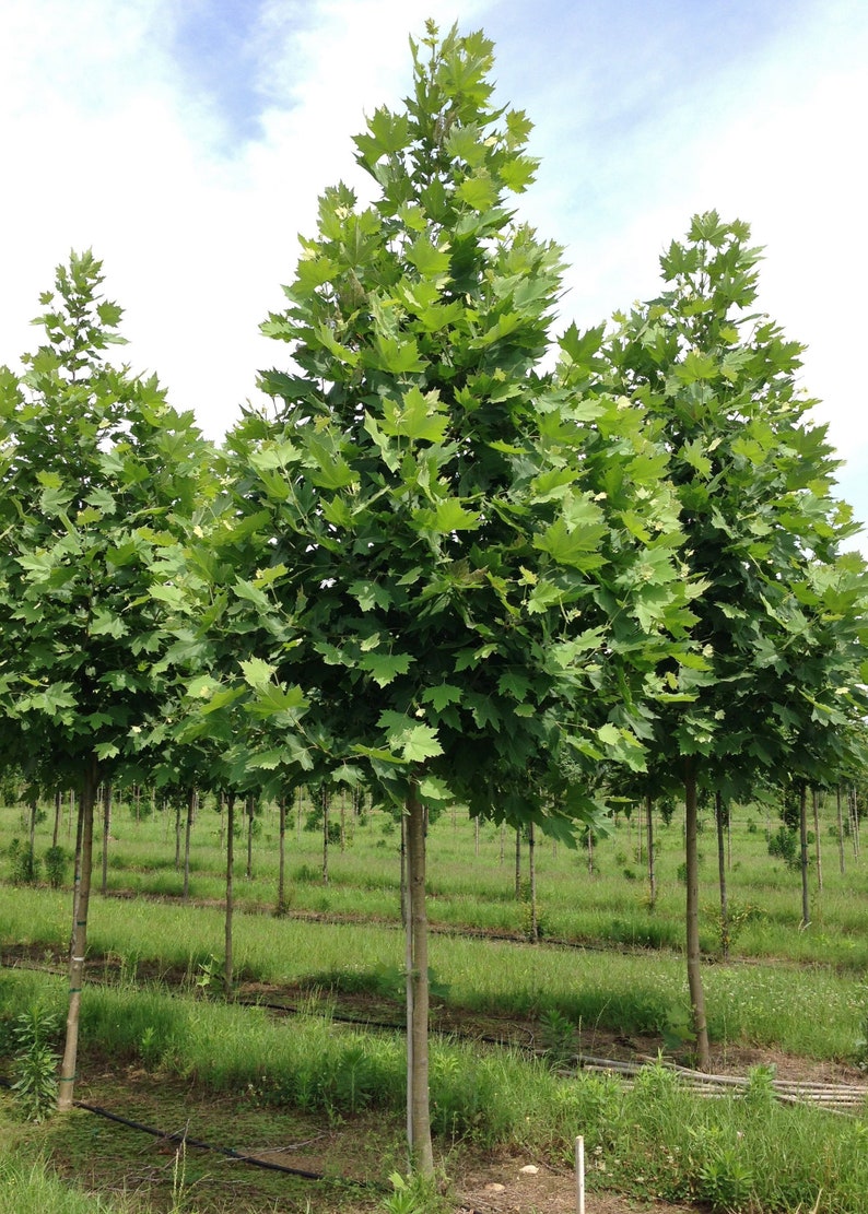 Exclamation London Tree 1 Gallon Potted Plant Etsy