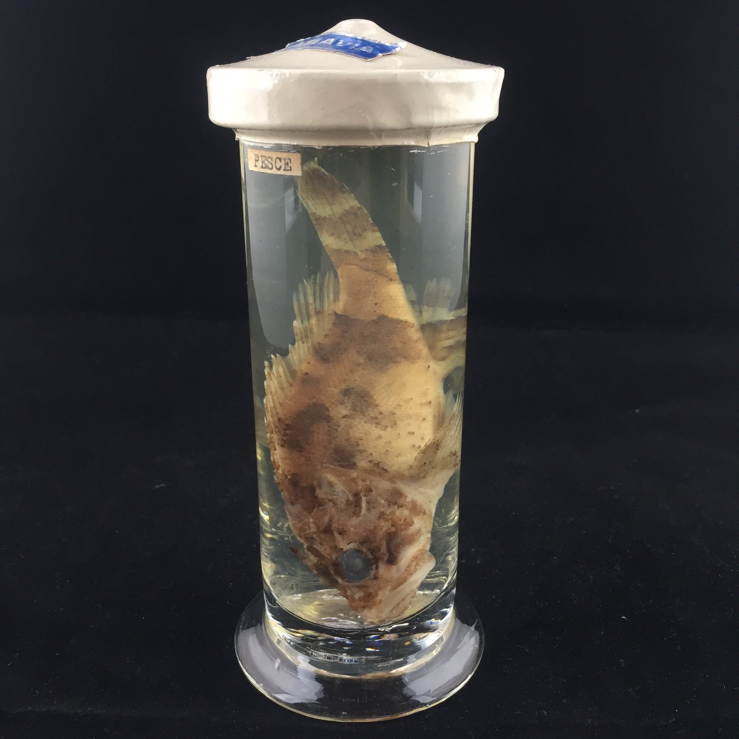 Antique Wet Specimen in Formalin Formaldehyde of a Fish. - Etsy Antique Wet Specimen in Formalin Formaldehyde of a Fish. - Etsy