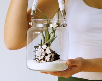 3 Medusae Wedding Centerpiece | Air Plant Terrarium Kit