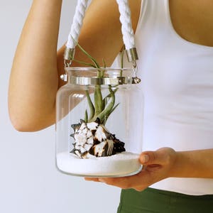 Pièce maîtresse de mariage 3 méduses Kit de terrarium pour plantes aériennes image 1