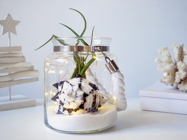 3 Medusae Wedding Centerpiece Air Plant Terrarium Kit image 2