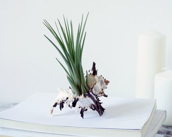 5 Bomboniere Spinosa | Tillandsia con Conchiglia | Arredo Interno Stile Mare