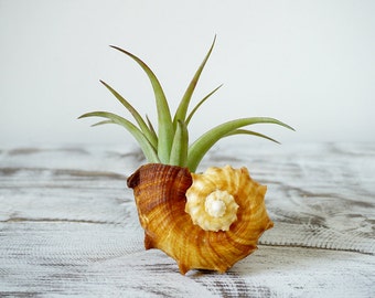 5 Amber Air Plant Favors | Tillandsia with Sea Shell |