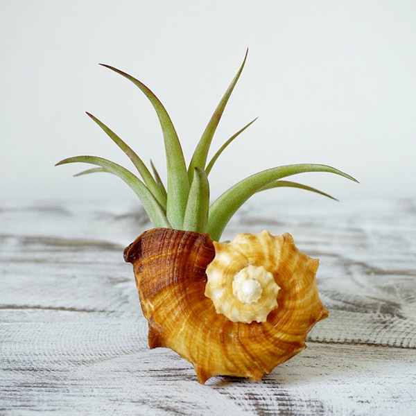 5 Amber Air Plant Favors | Tillandsia with Sea Shell |