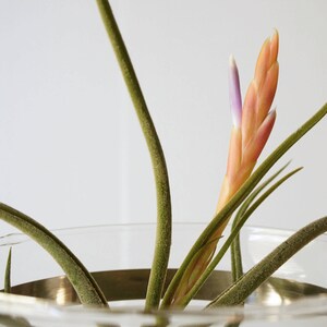 3 Medusae Wedding Centerpiece Air Plant Terrarium Kit image 8