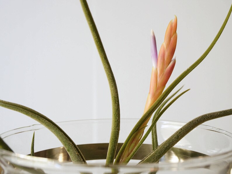 3 Medusae Wedding Centerpiece Air Plant Terrarium Kit image 8