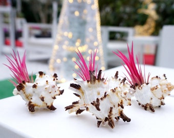 15 Communion Favors | Air Plant with Seashell | Tillandsia Design