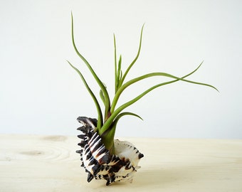 5 Medusea Air Plant Favors with Black Seashell | Tillandsia Design