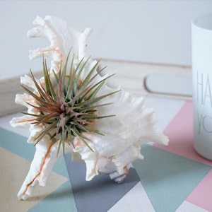 5 Ionantha Air Plant Wedding Favors with Seashell Tillandsia Design image 2