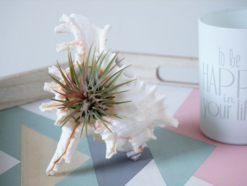 5 Ionantha Air Plant Wedding Favors with Seashell Tillandsia Design image 2