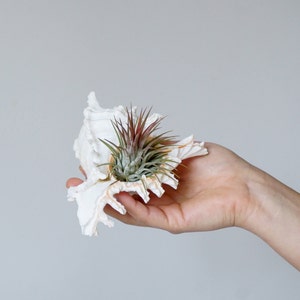 5 Ionantha Air Plant Wedding Favors with Seashell Tillandsia Design image 5