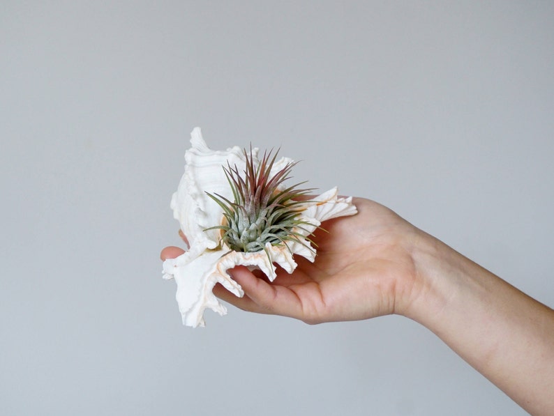 5 Ionantha Air Plant Wedding Favors with Seashell Tillandsia Design image 5