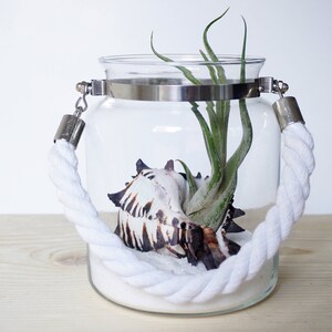 3 Medusae Wedding Centerpiece Air Plant Terrarium Kit image 4