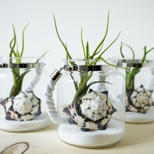 3 Medusae Wedding Centerpiece Air Plant Terrarium Kit image 3