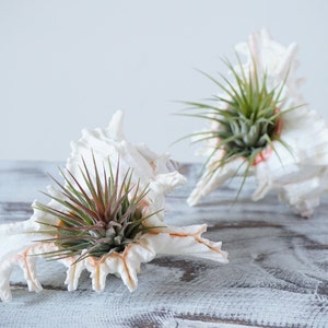 5 Ionantha Air Plant Wedding Favors with Seashell Tillandsia Design image 4