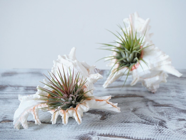 5 Ionantha Air Plant Wedding Favors with Seashell Tillandsia Design image 4