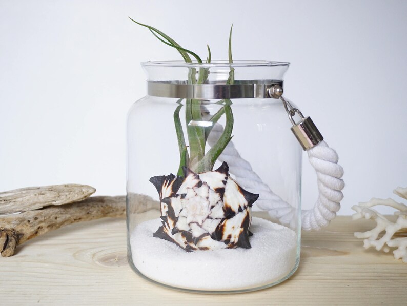 3 Medusae Wedding Centerpiece Air Plant Terrarium Kit image 5