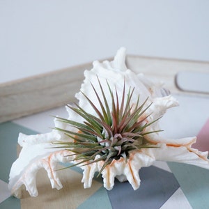 5 Ionantha Air Plant Wedding Favors with Seashell Tillandsia Design image 3