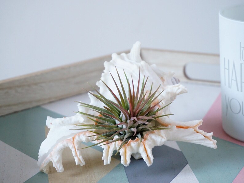 5 Ionantha Air Plant Wedding Favors with Seashell Tillandsia Design image 3