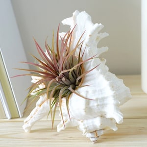 5 Ionantha Air Plant Wedding Favors with Seashell Tillandsia Design image 1