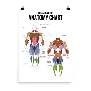 Musculature Anatomy Chart, Gym Poster, Bodybuilding, Weightlifting ...