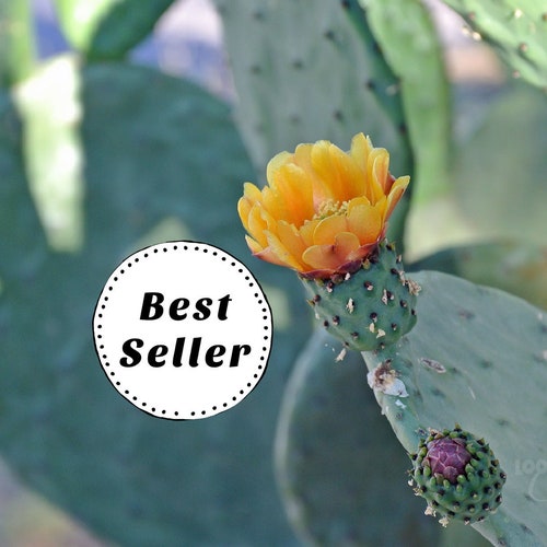 Opuntia Prickly Pear Cactus Cuttings Variety. Lot of 2 Pads Etsy