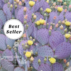 Purple Cactus Prickly Pear Pads Opuntia Santa Rita Santa Etsy Uk