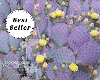Purple Cactus Cuttings - Live Cactus / Santa Rita Prickly Pear Cactus / Opuntia Santa-rita Prickly Pear Pads Grow into a Large Cactus Plant