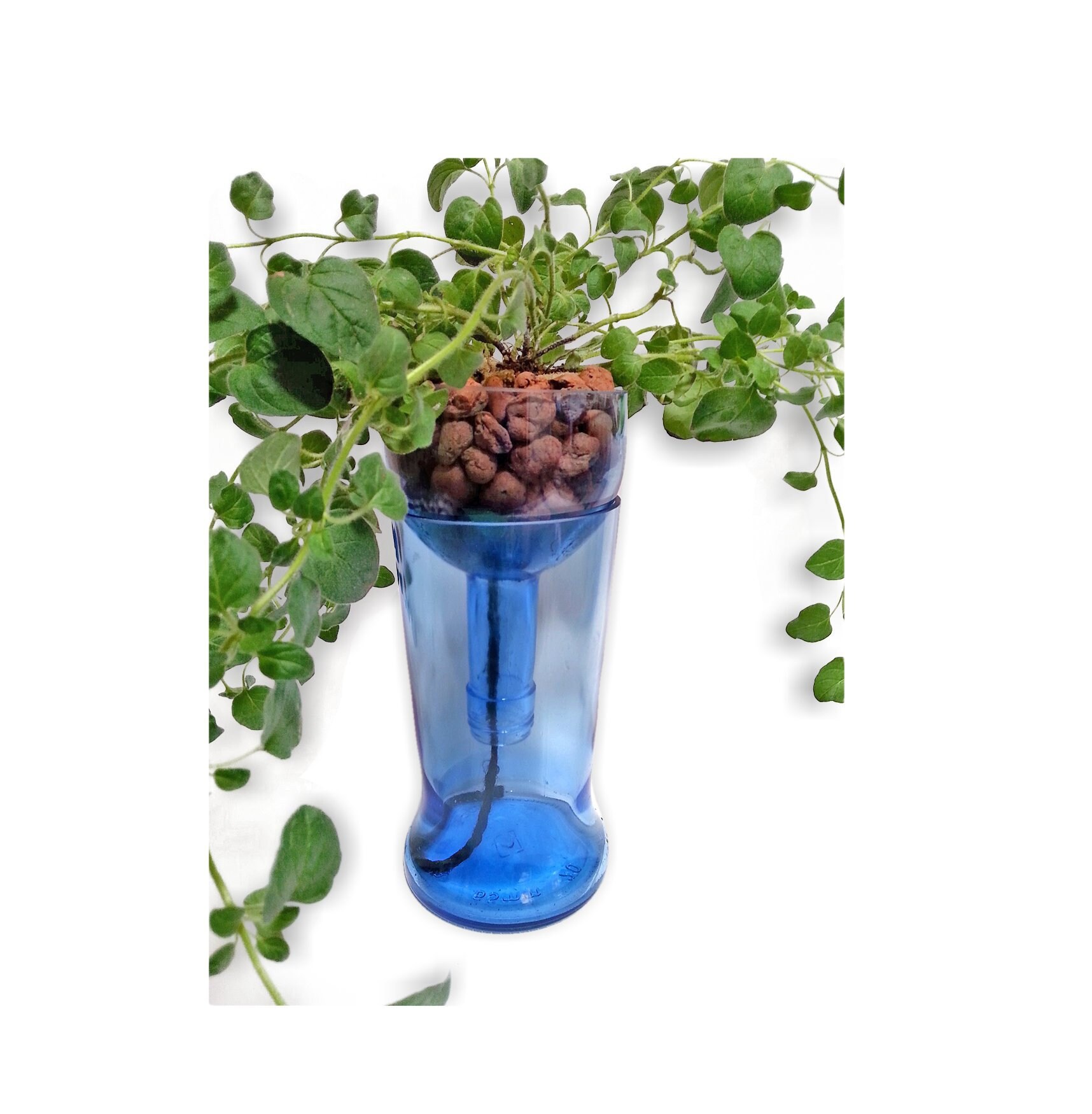 Ray And Gerries Herbs And Berries Ray And Gerries Herbs And Berries