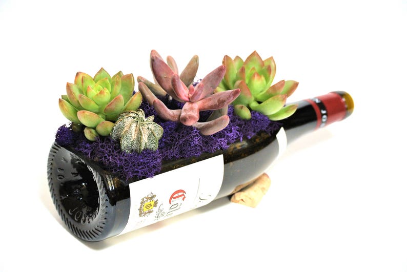 Wine Bottle Garden Birthday Day Gift Cactus Indoor Plants Wine Bottle Gift Gift For Wife Gift Ideas For Mom Glass Terrarium Kit
