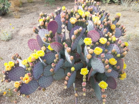 Purple Cactus 3 Prickly Pear Pads Opuntia Santa Rita Etsy