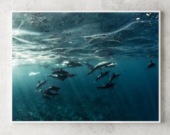 Joy | Fine Art Photograph, underwater photography hawaii dolphins ocean travel serenity calm