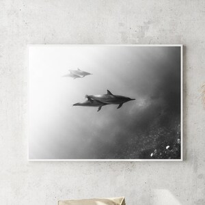 Guardian / Fine Art Photograph, fotografia subacquea Hawaii delfini oceano viaggio serenità calma
