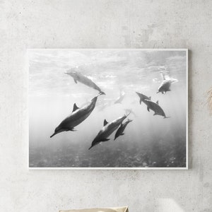 Delfini in bianco e nero / Fotografia artistica, fotografia subacquea Hawaii delfini oceano viaggio serenità calma