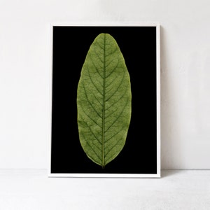 May include: A single, green leaf with visible veins against a black background.