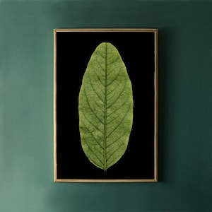 May include: A framed print of a single green leaf with visible veins against a black background.